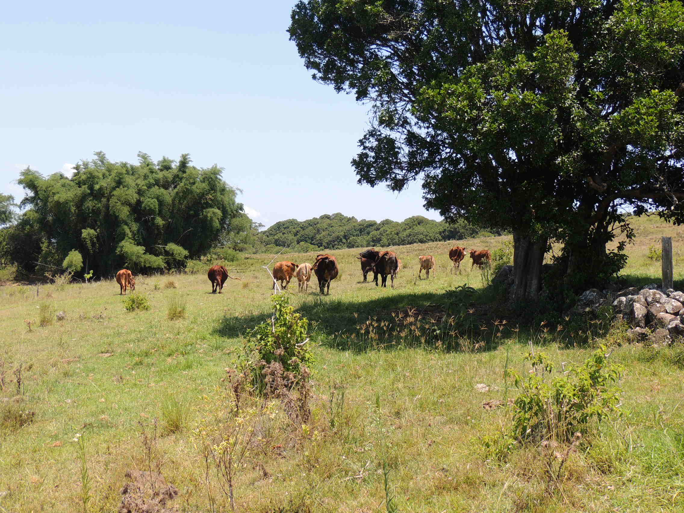 North Lismore Plateau Planners North